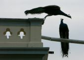 Ramana Ashram - Jump !