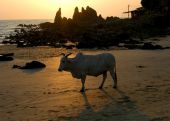 Arambol - Cow
