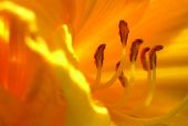 Flower 4