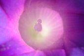Flower 2