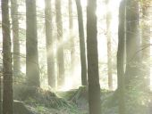 Forest 3