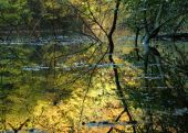 Reflection