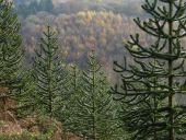 Forest 2 