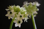 Flower 3